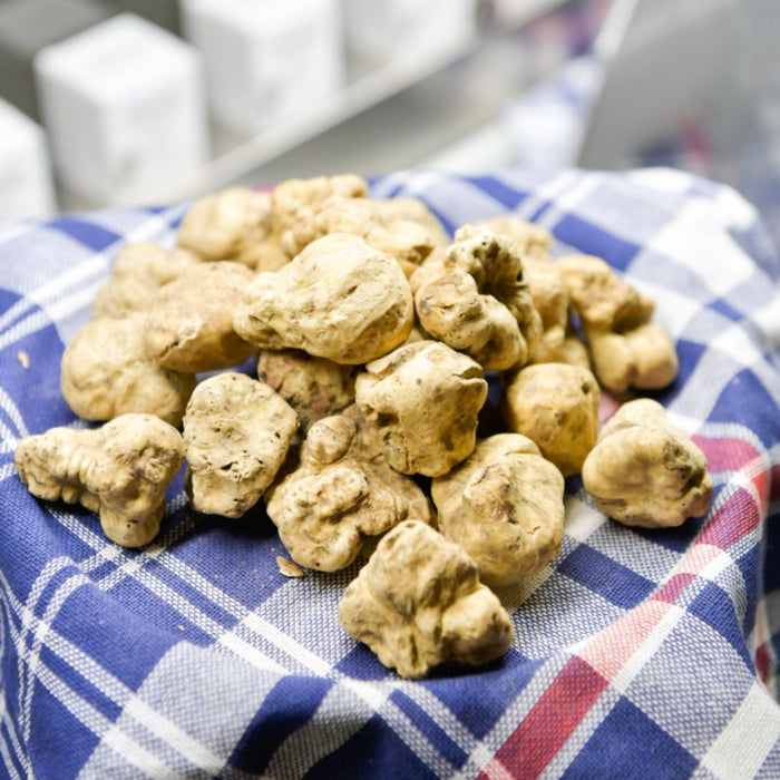 Elevate your culinary creations to new heights of luxury with our exquisite White Alba Truffle, also known as Tuber Magnatum Pico. Tartuflanghe is the leading world distributor of fresh white truffles alba from Piedmont Italy. Sought after for their intoxicating scent and luxurious unique flavor, these rare gems are available for only an exquisitely short season, making every moment with them truly precious.