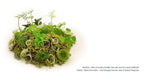 Dallorto® - Pesto powder   (1.06 Oz) - TARTUFLANGHE USA